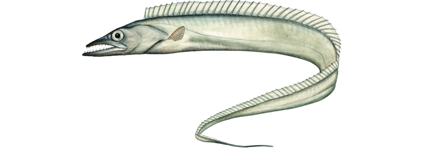 带鱼（路亚/天亚）